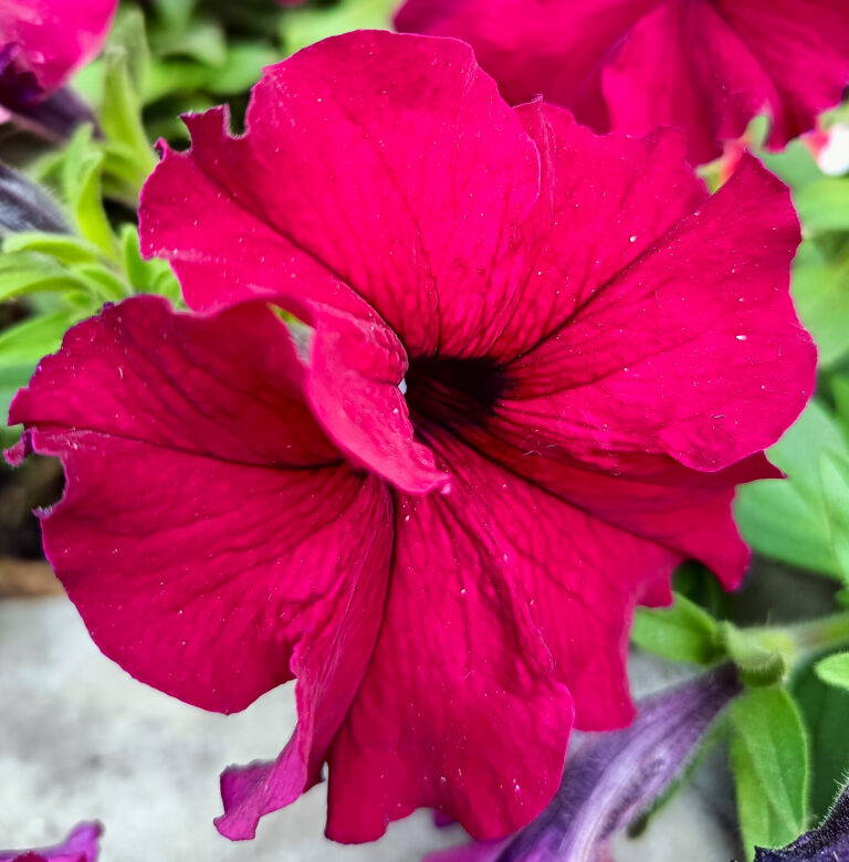 Red petunia flower, a popular heat-tolerant balcony annual