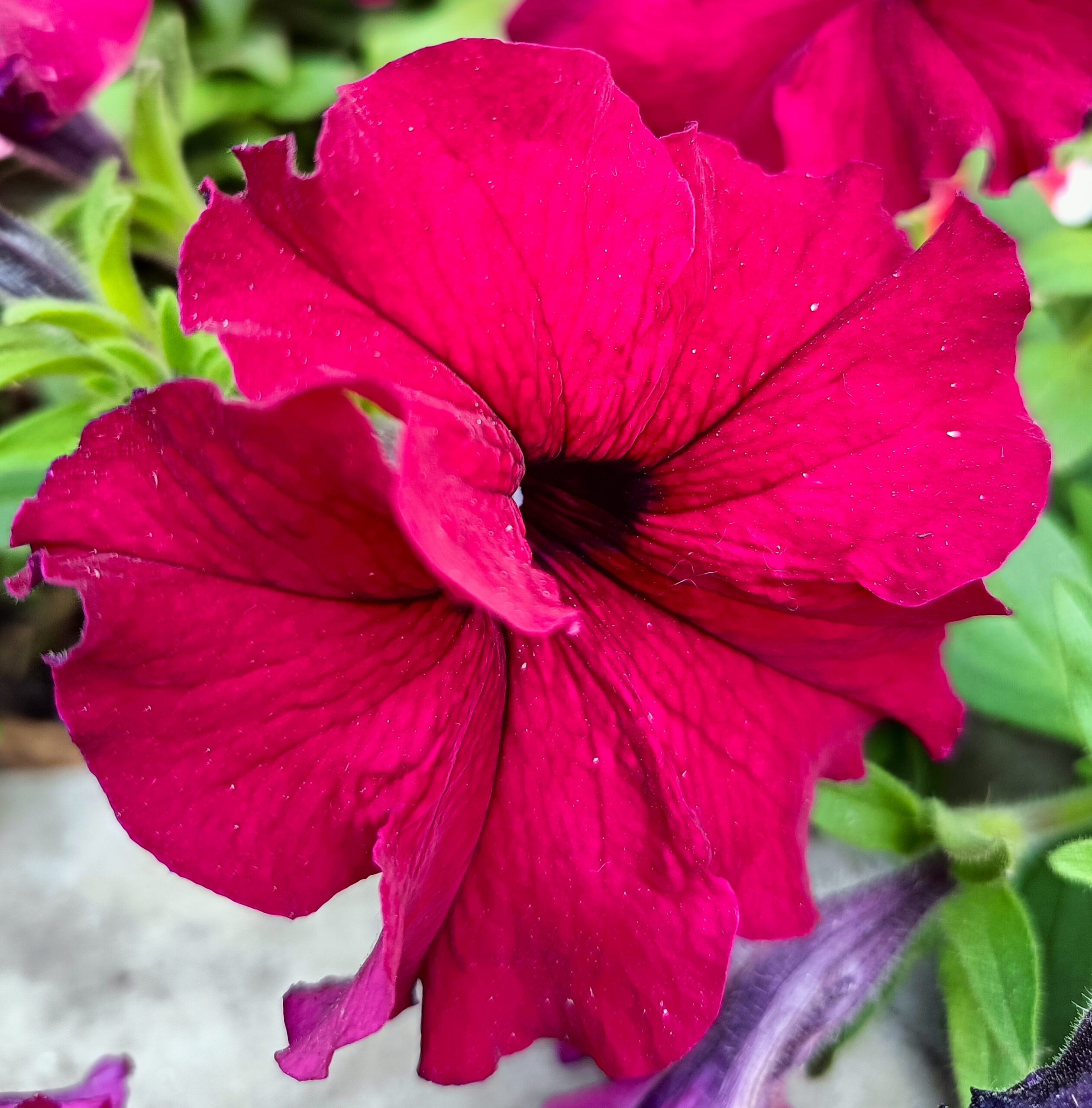 Red petunia flower, a popular heat-tolerant balcony annual