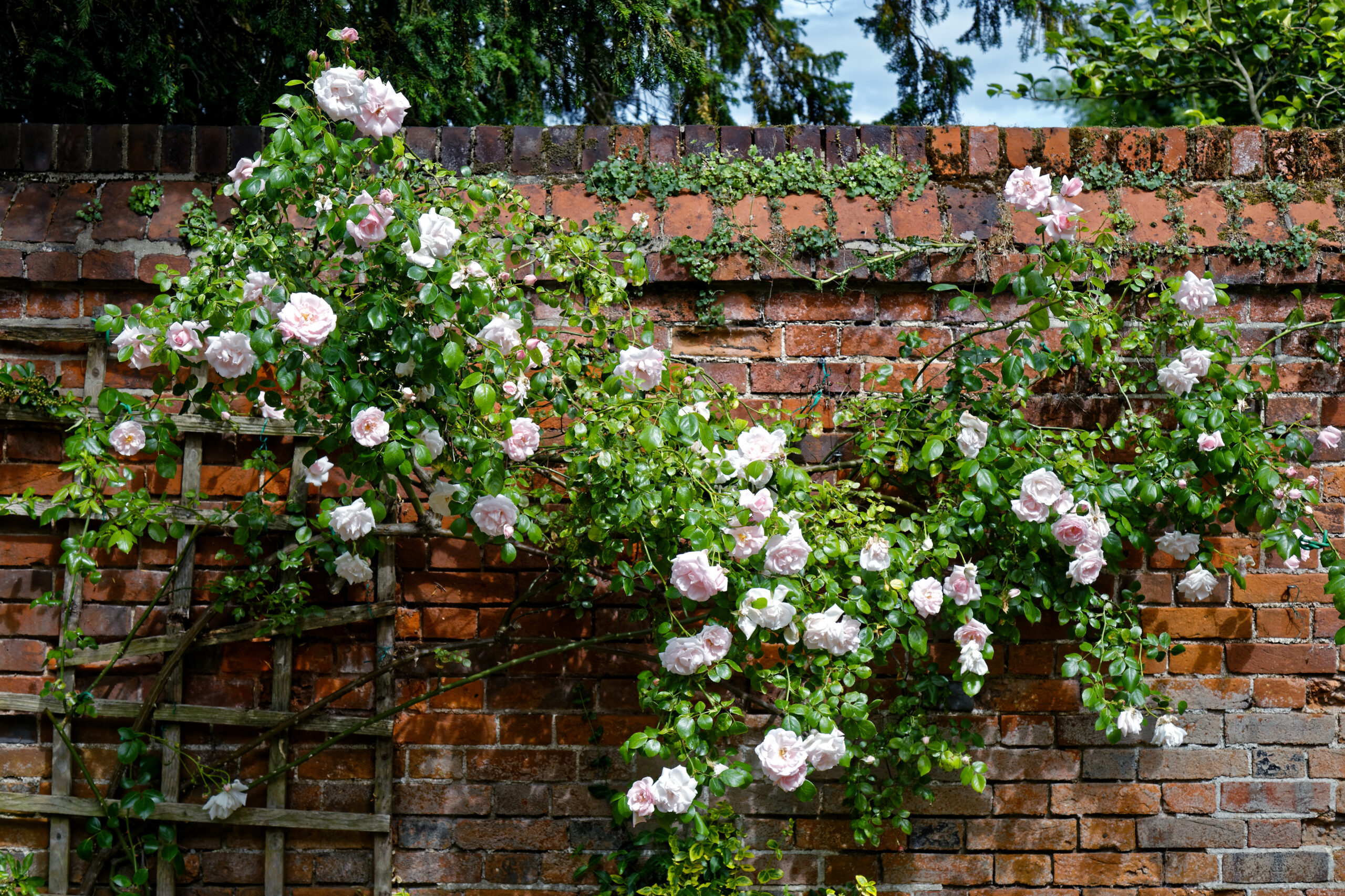 Pink climbing rose growing on a trellis against a wall