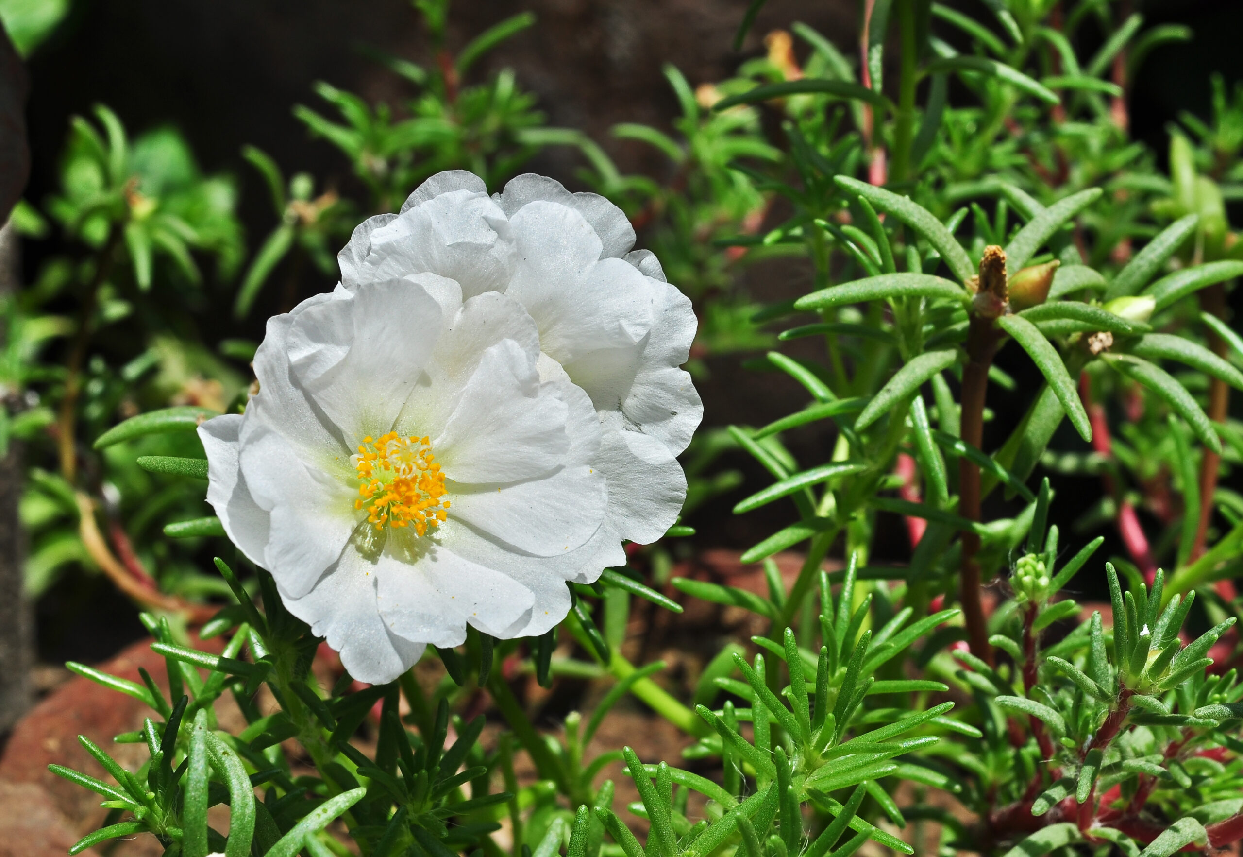 Moss rose Portulaca grandiflora, a drought and heat tolerant balcony flower