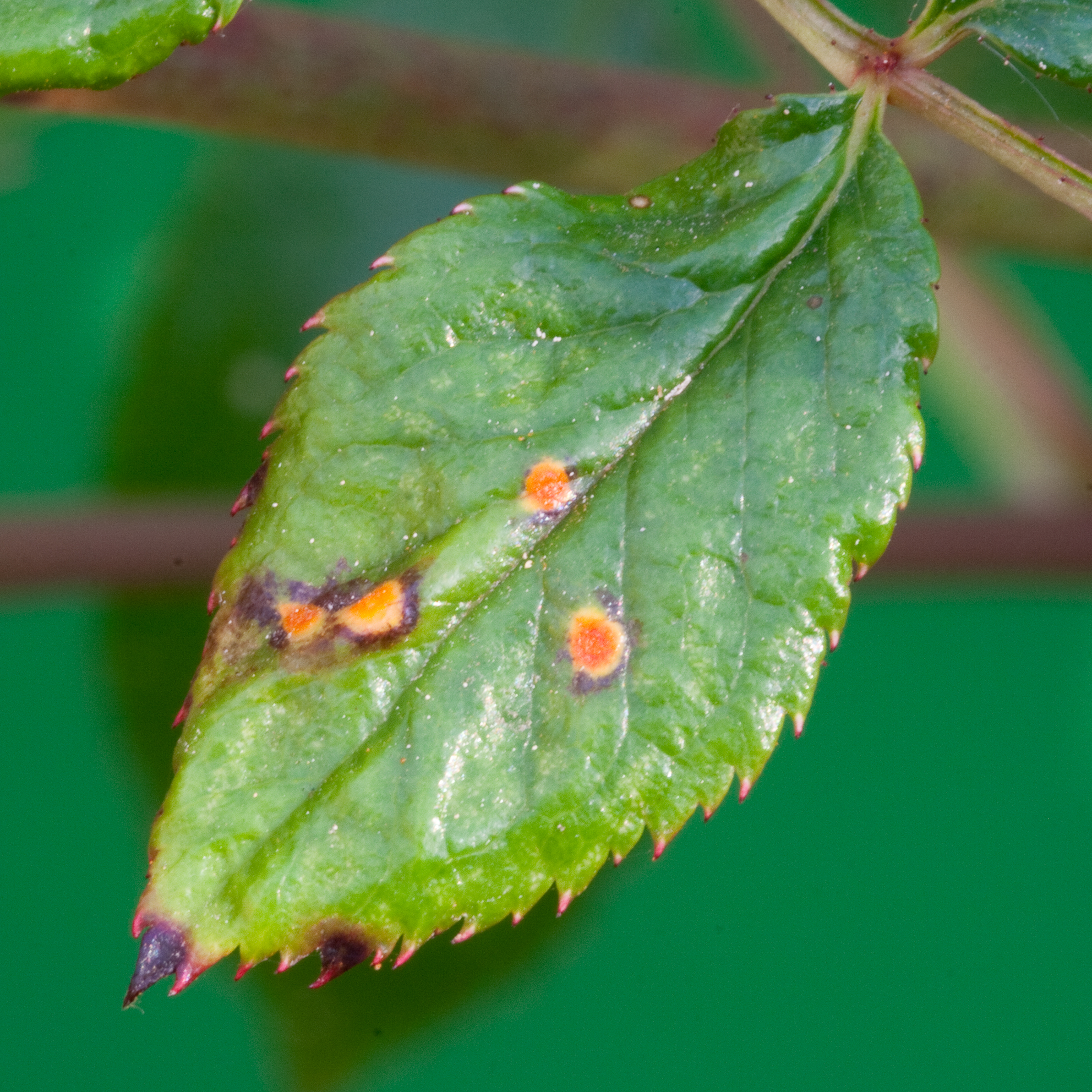 Rose leaf infected with rose rust disease