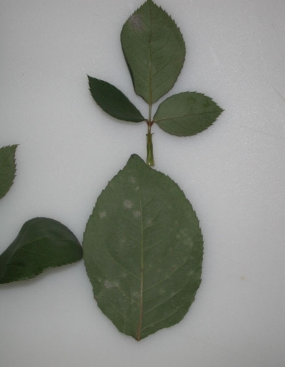 Powdery mildew fungal disease on rose leaves