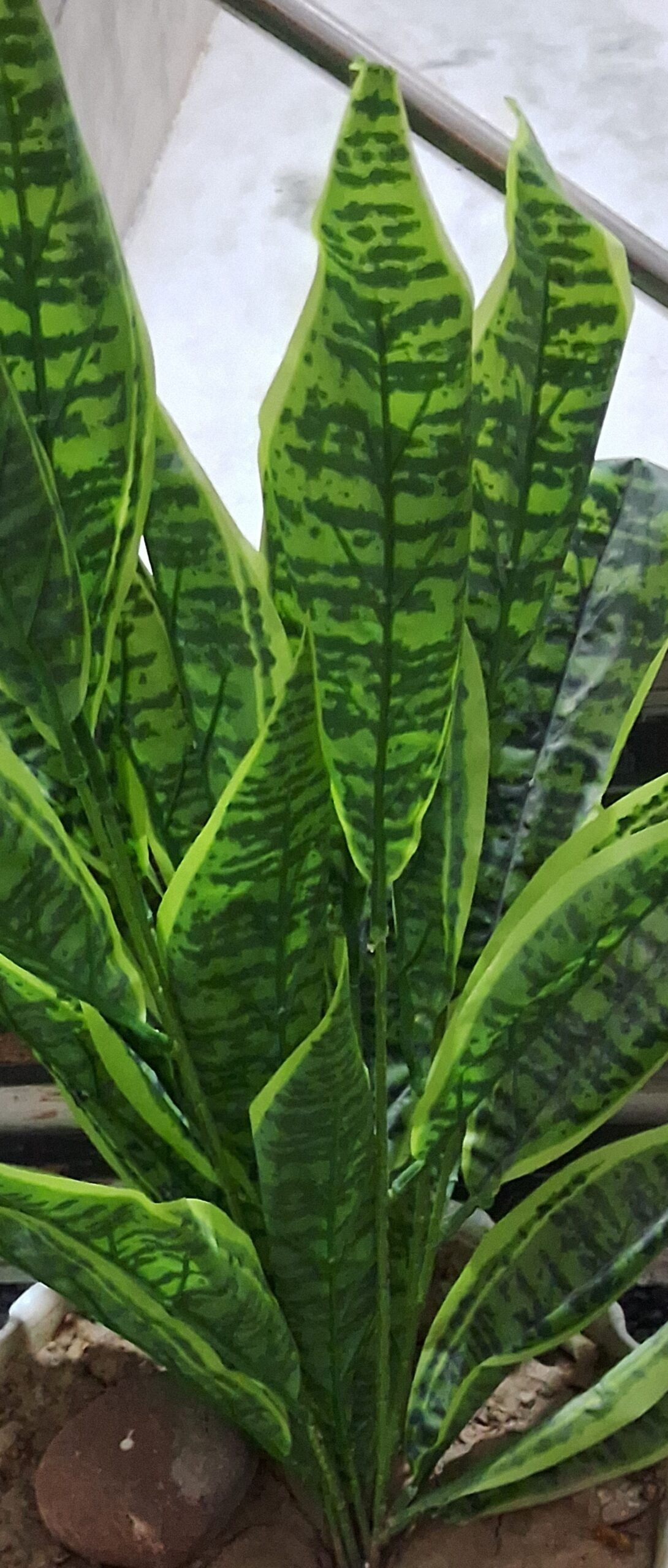 Snake plant (Sansevieria trifasciata), a low-maintenance houseplant