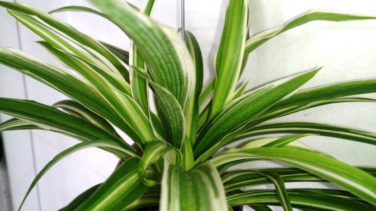 Spider plant (Chlorophytum comosum), an easy-care houseplant
