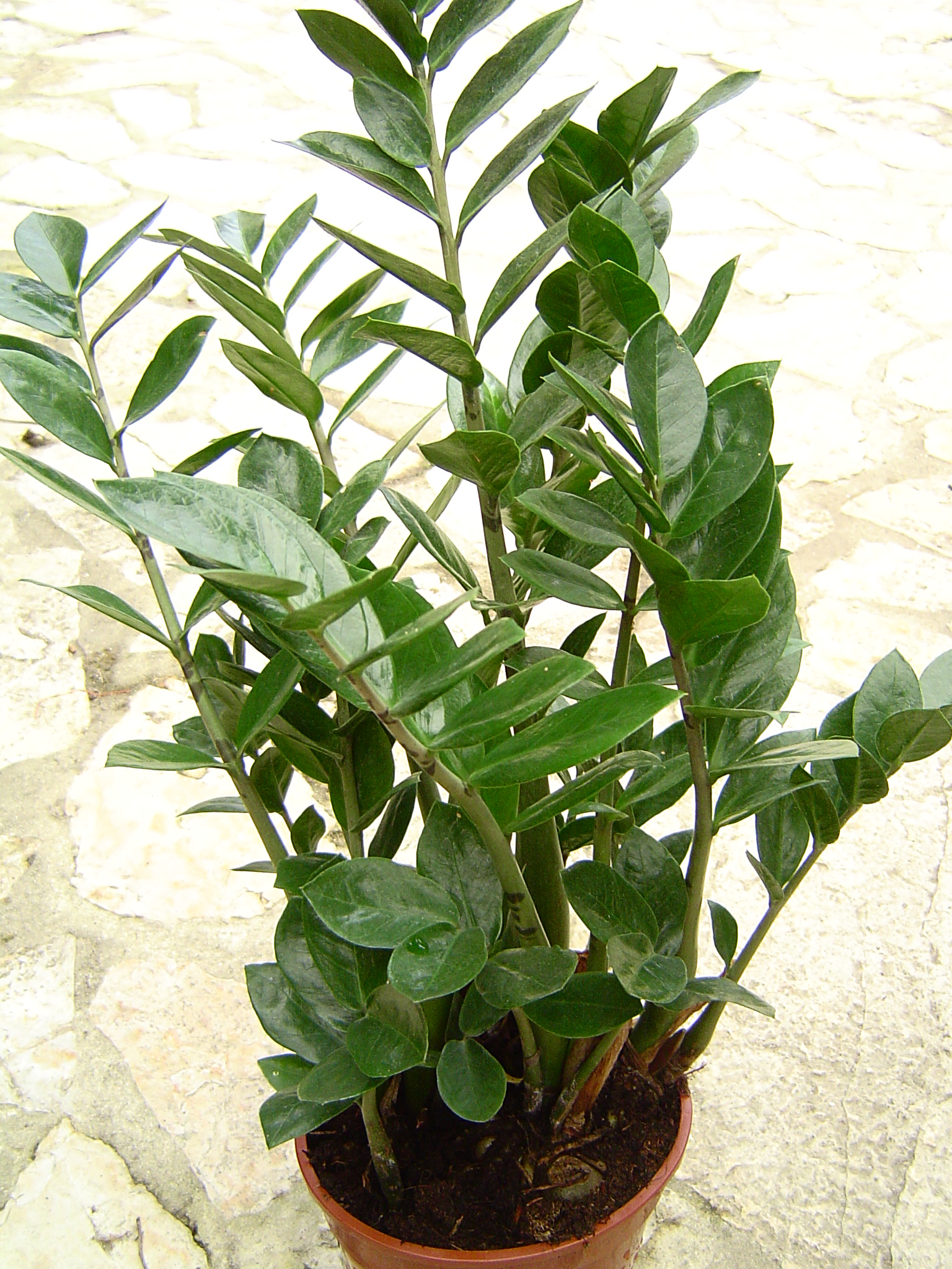 ZZ plant (Zamioculcas zamiifolia), a nearly indestructible houseplant