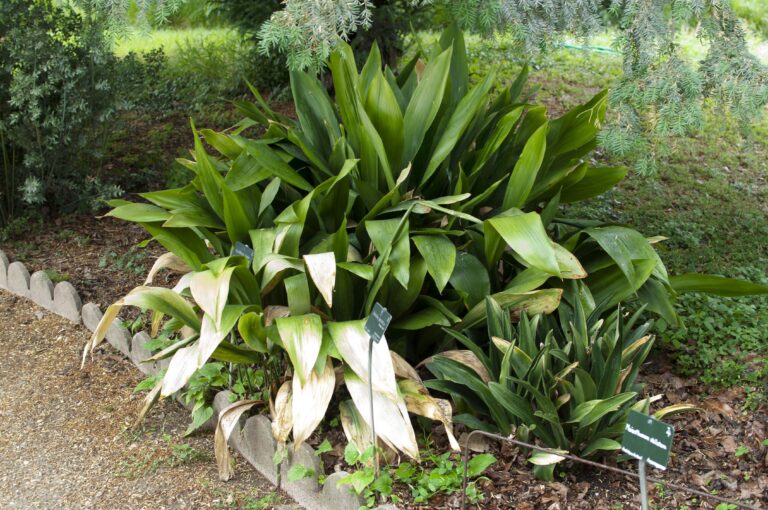 Cast iron plant (Aspidistra elatior), a tough low-light tolerant houseplant