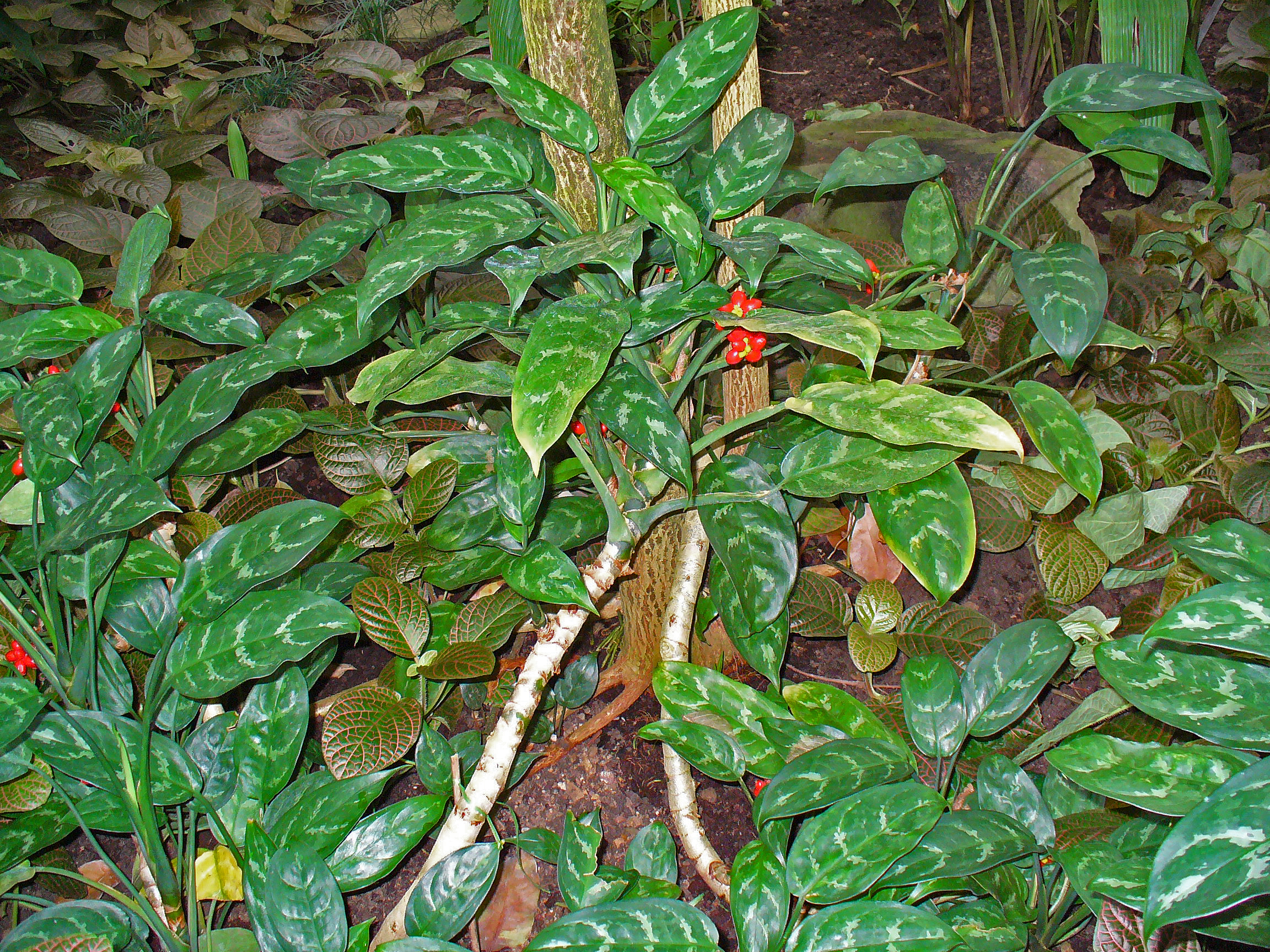 Chinese evergreen (Aglaonema costatum), a shade-tolerant houseplant with patterned leaves