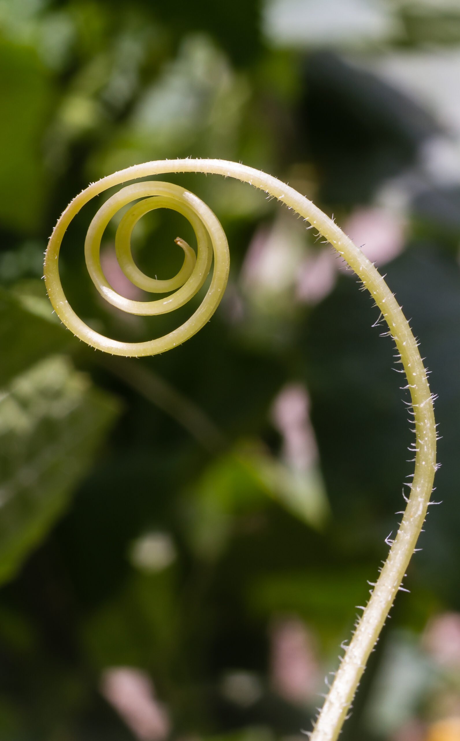 Close-up of a coiled cucumber plant tendril used for climbing support