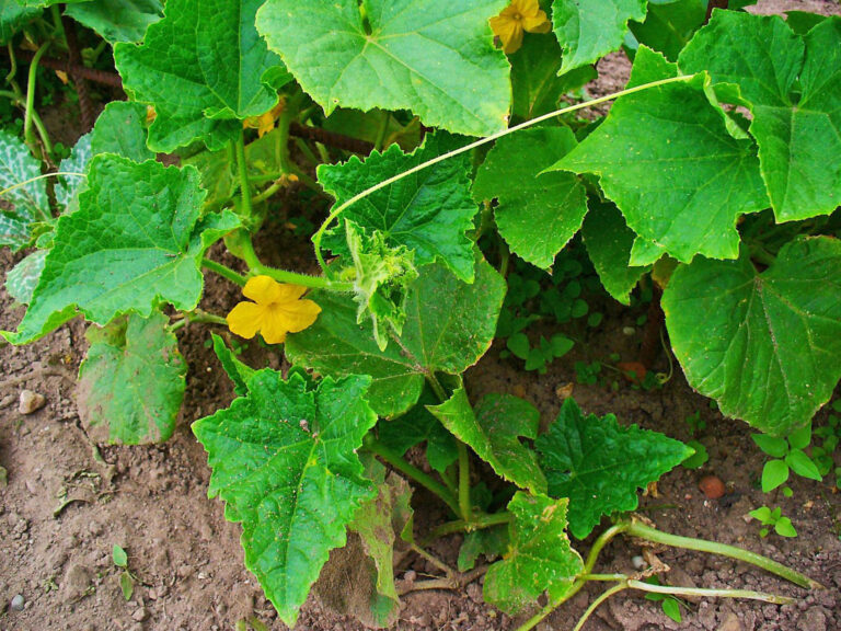 Cucumis sativus cucumber plant showing leaves, vine, and yellow flowers