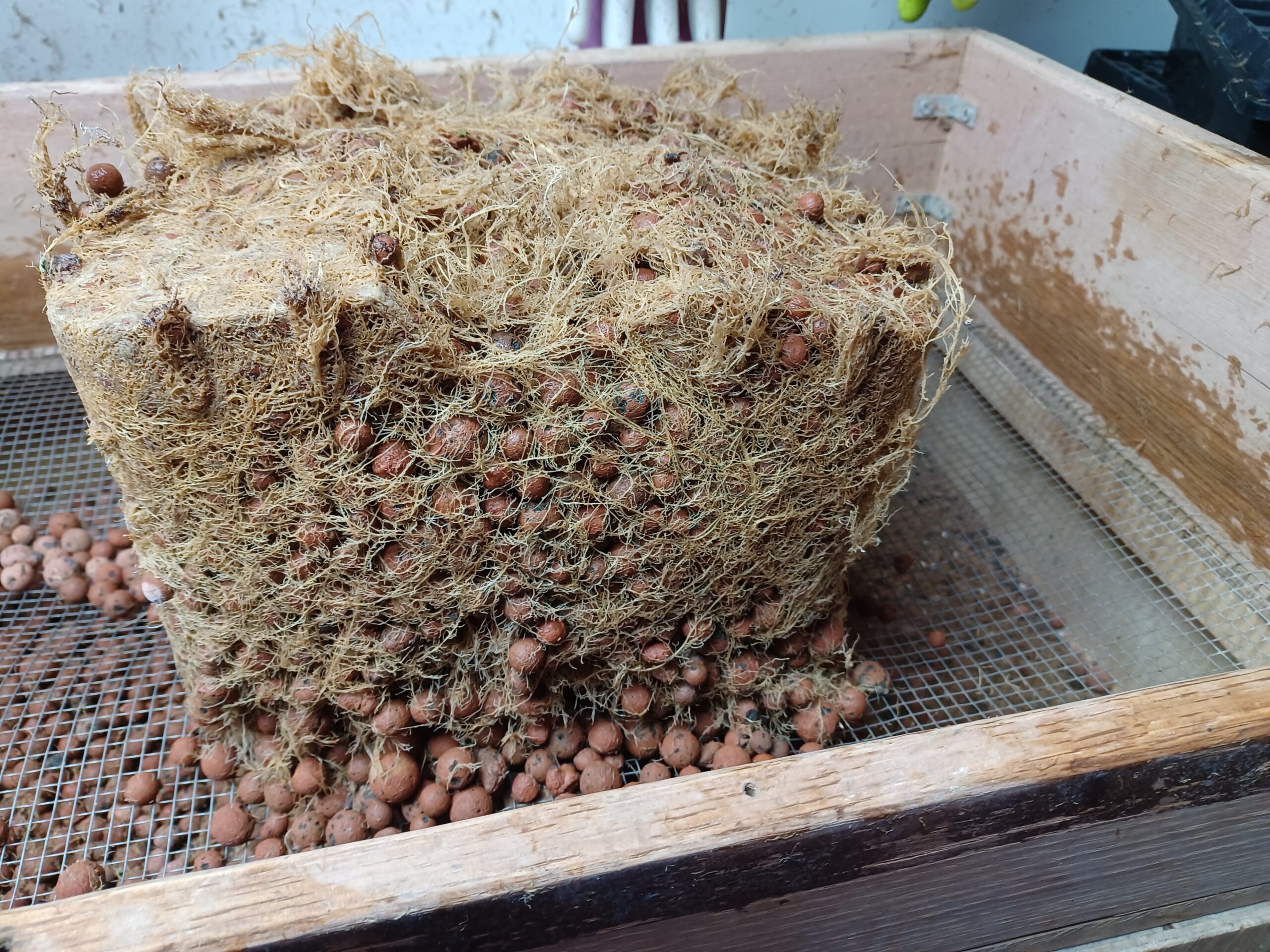 Dense, healthy root system filling a growing container