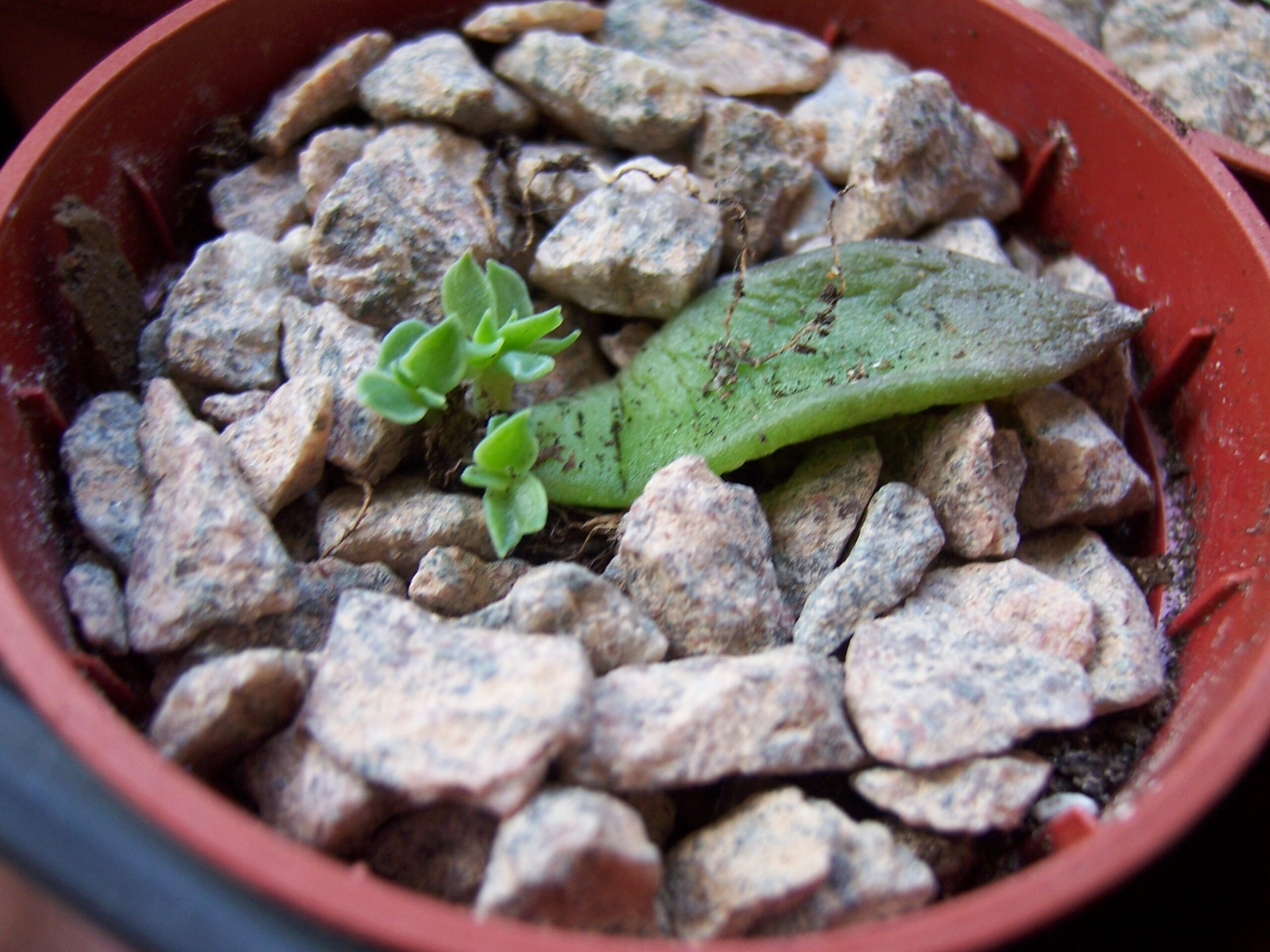 Echeveria leaf cutting producing a new tiny plantlet in a pot