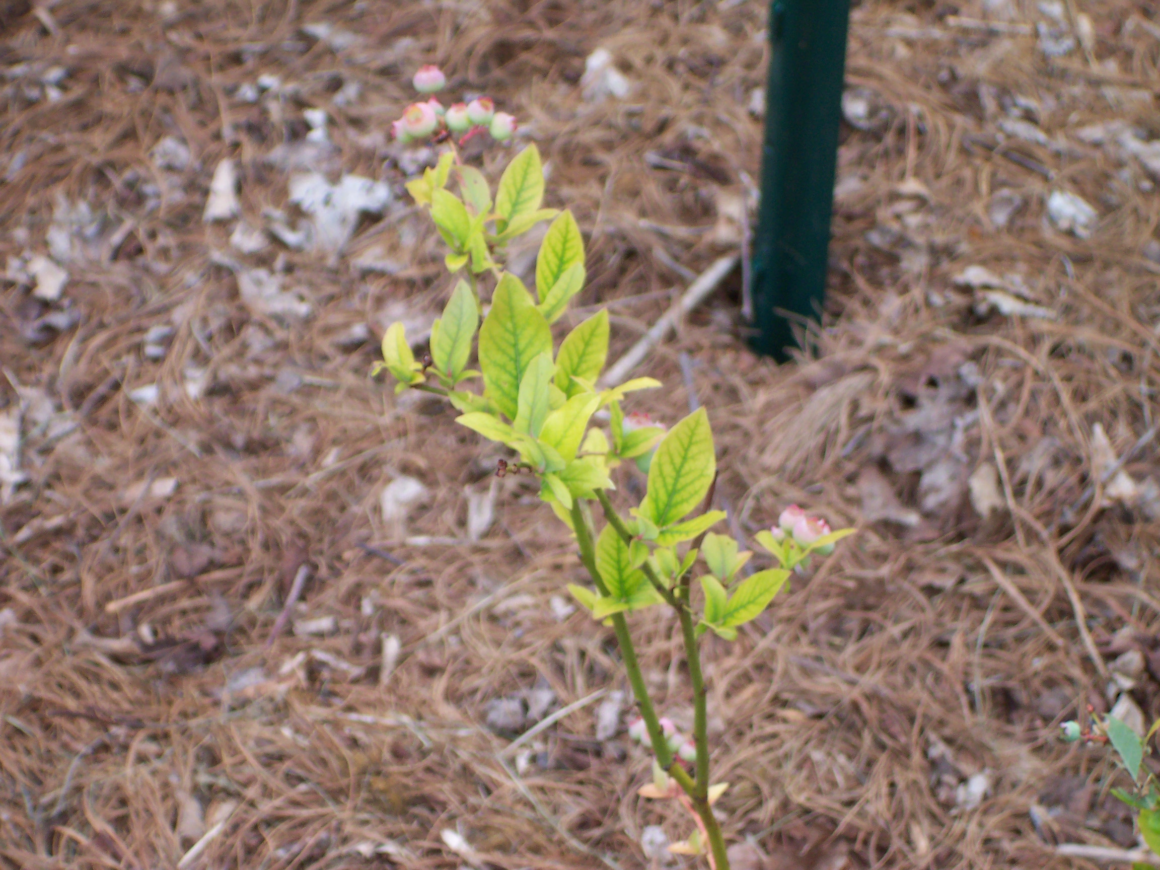 Blueberry leaf showing interveinal chlorosis (yellowing between green veins) from iron deficiency
