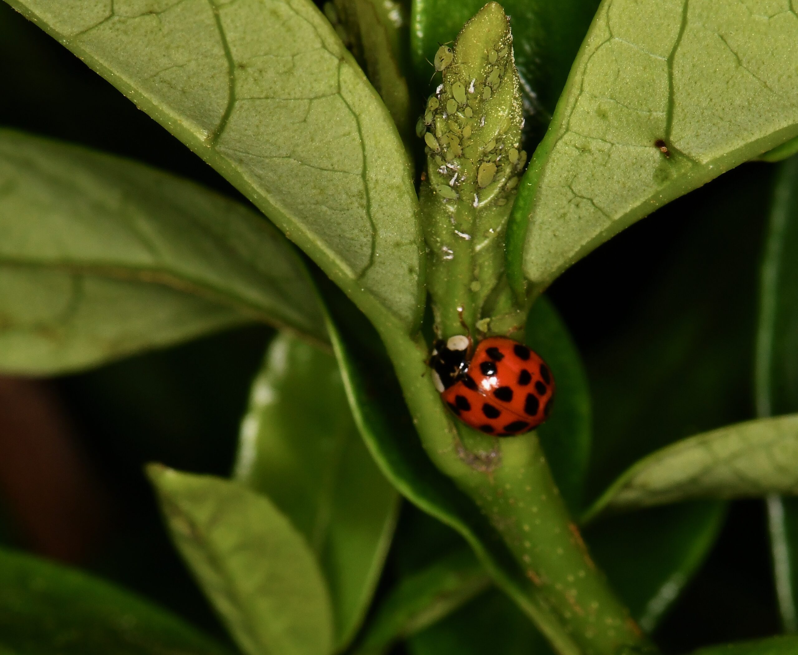 A ladybug (beneficial insect) preying on aphids, a natural form of pest control