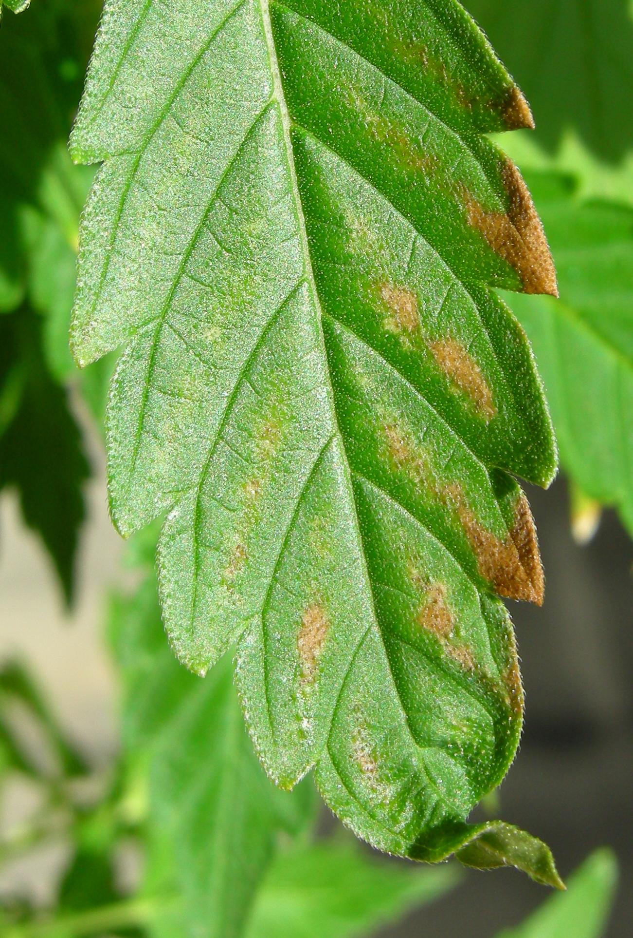 Leaf edges browning and dying back from fertilizer salt burn caused by over-fertilization