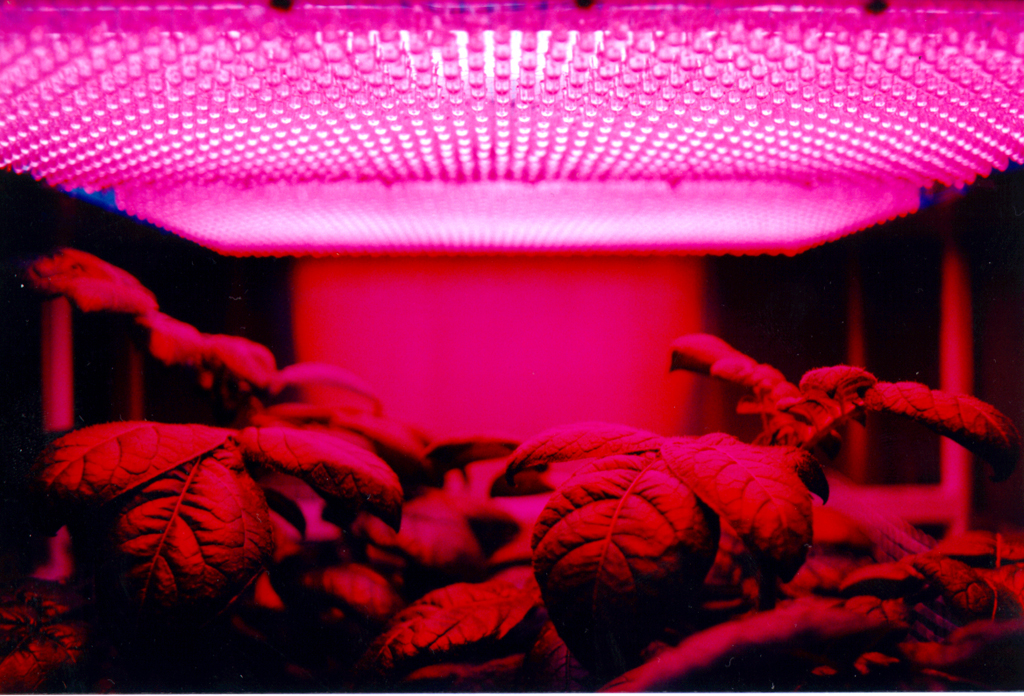 Close-up of an LED grow light panel shining over young plant seedlings