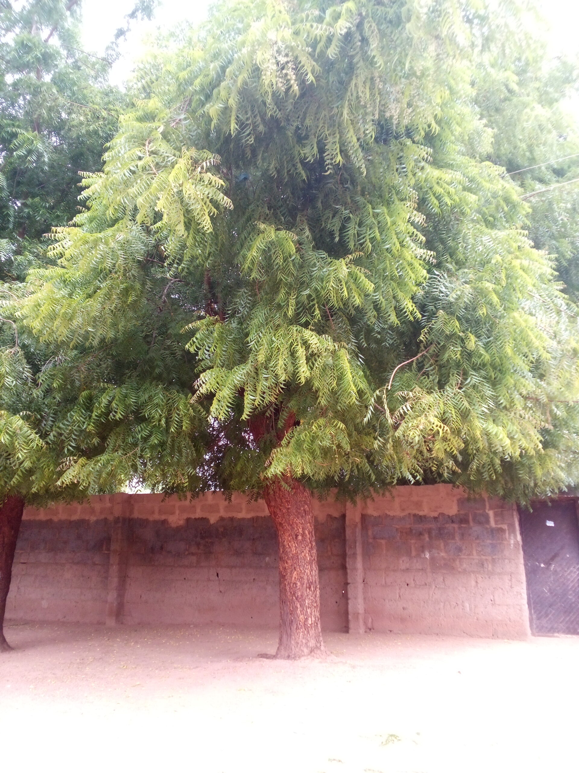 A neem tree (Azadirachta indica), the source plant of neem oil