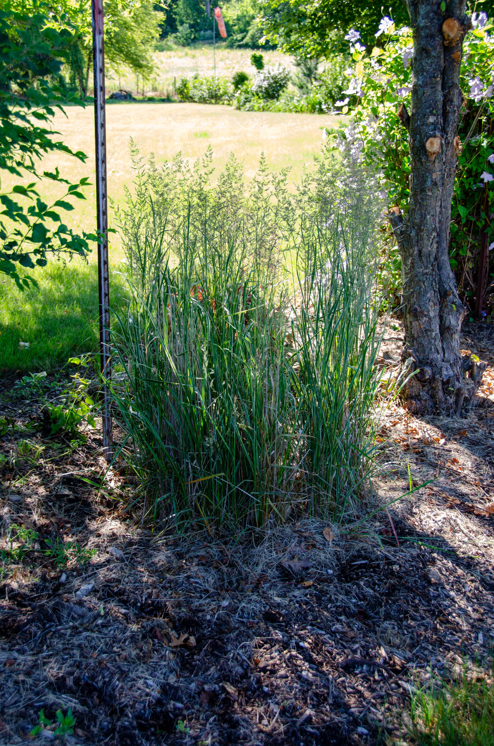 Miscanthus sinensis ‘Cosmopolitan’ 6/2021 Ornamental Grass-