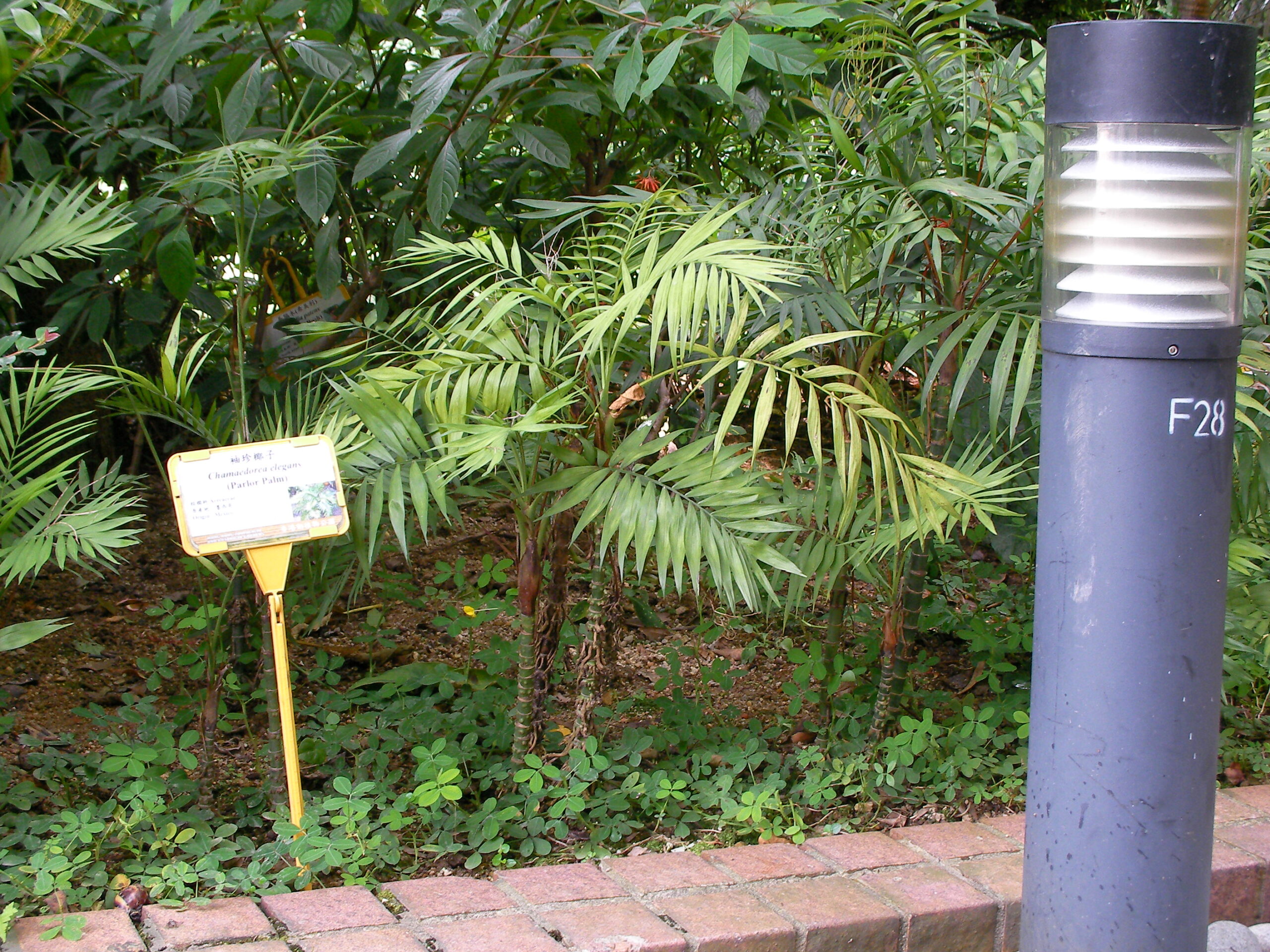 Parlor palm (Chamaedorea elegans), a slow-growing low-light palm