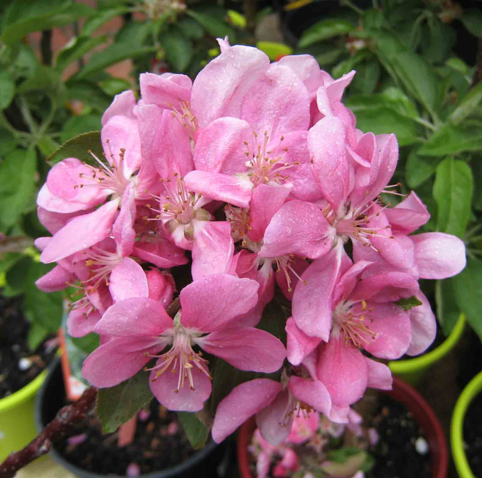 Close-up of pink blossom on a Ballerina Maypole columnar apple tree (Malus domestica)