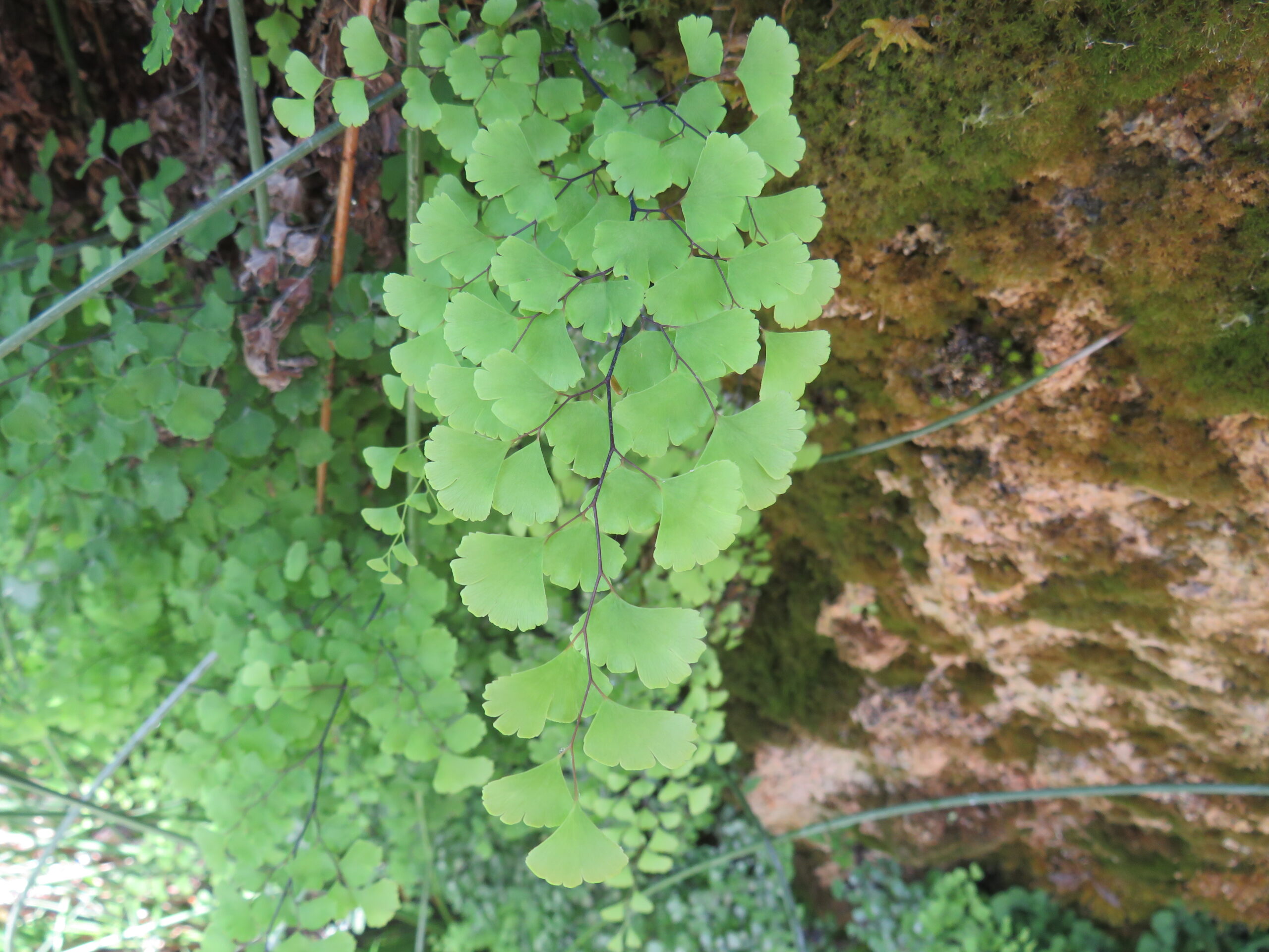 Maidenhair fern with delicate fan-shaped leaflets