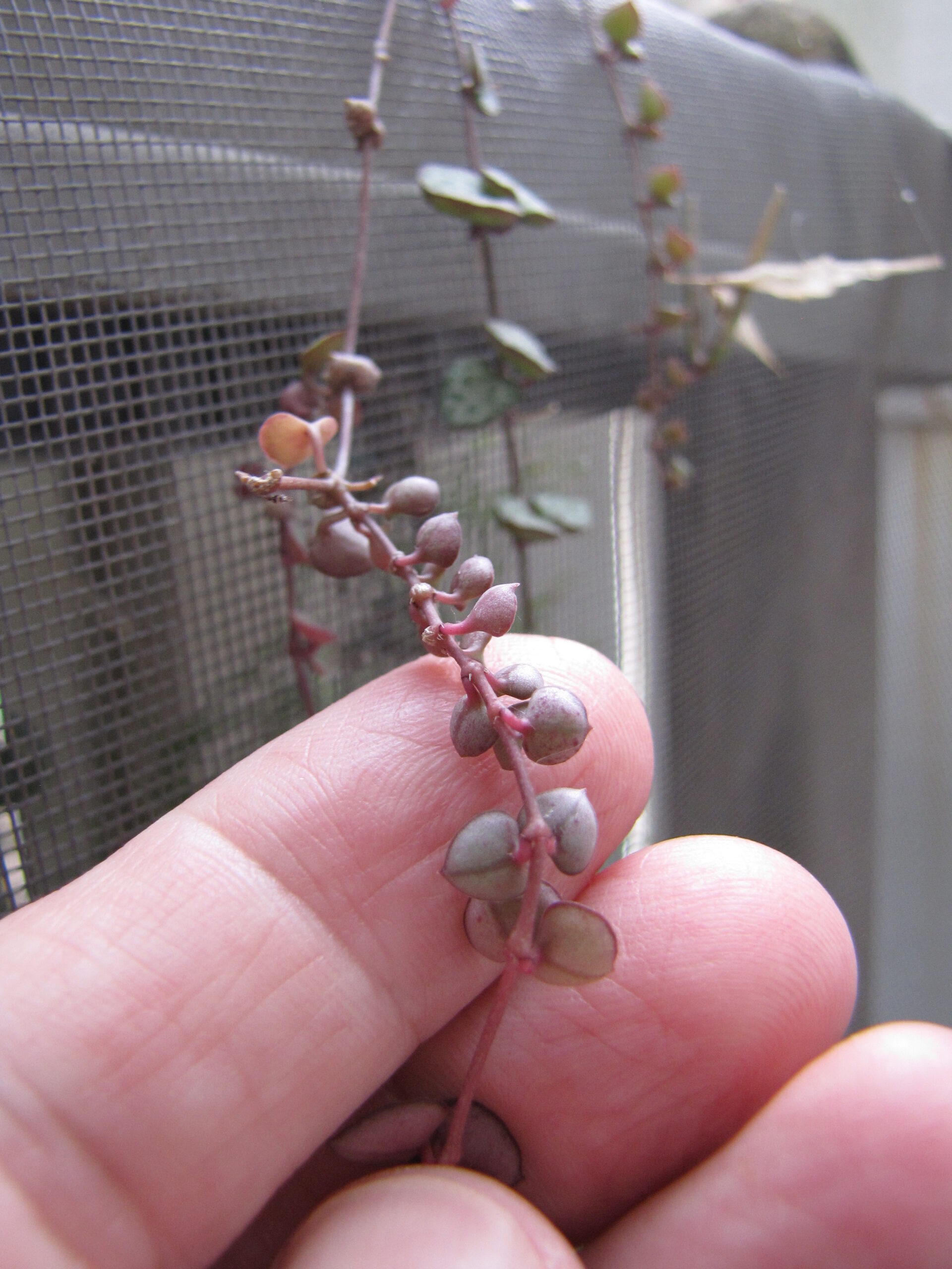 Trailing String of Hearts vine with heart-shaped variegated leaves