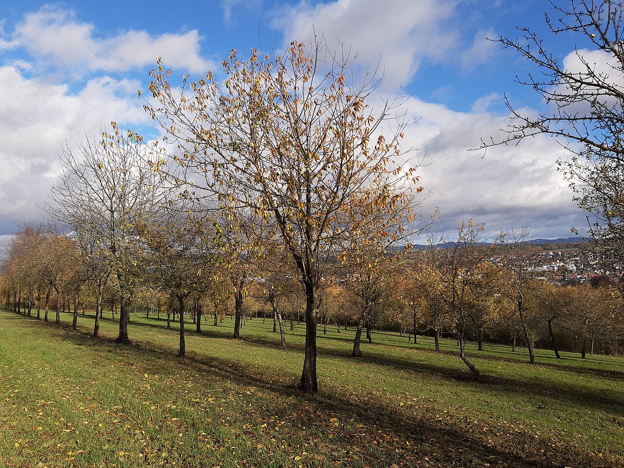Apple tree