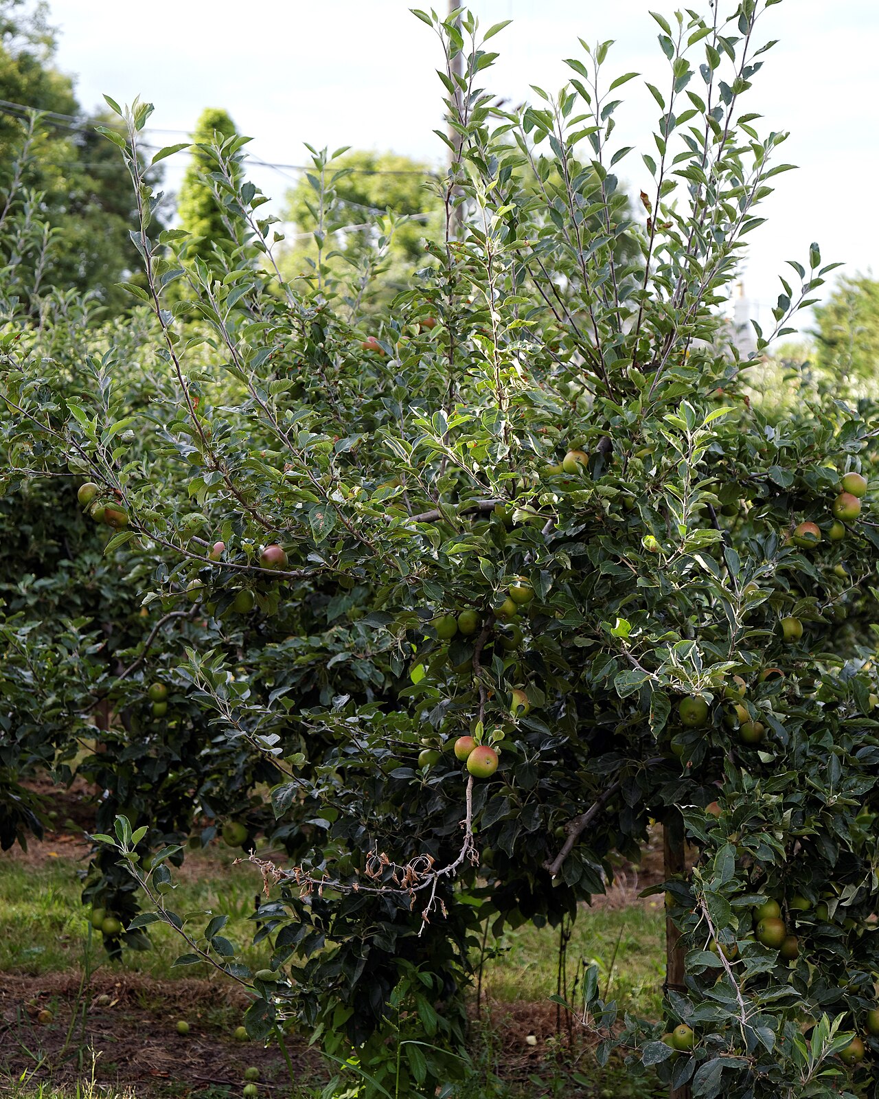 Apple tree
