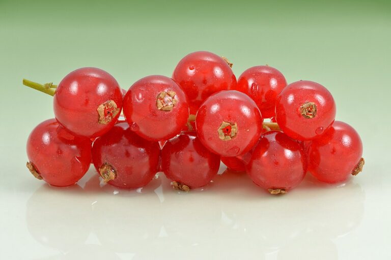 Redcurrant bush