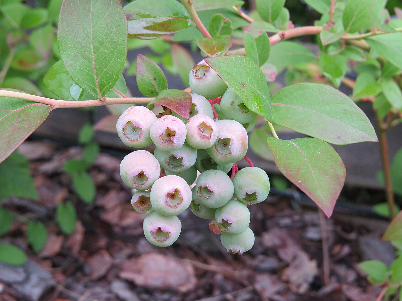 Blueberry bush