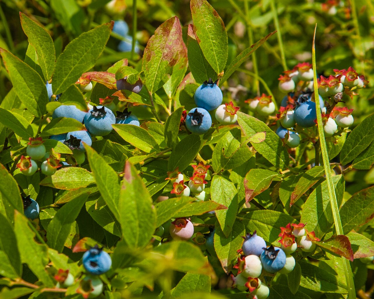 Blueberry bush