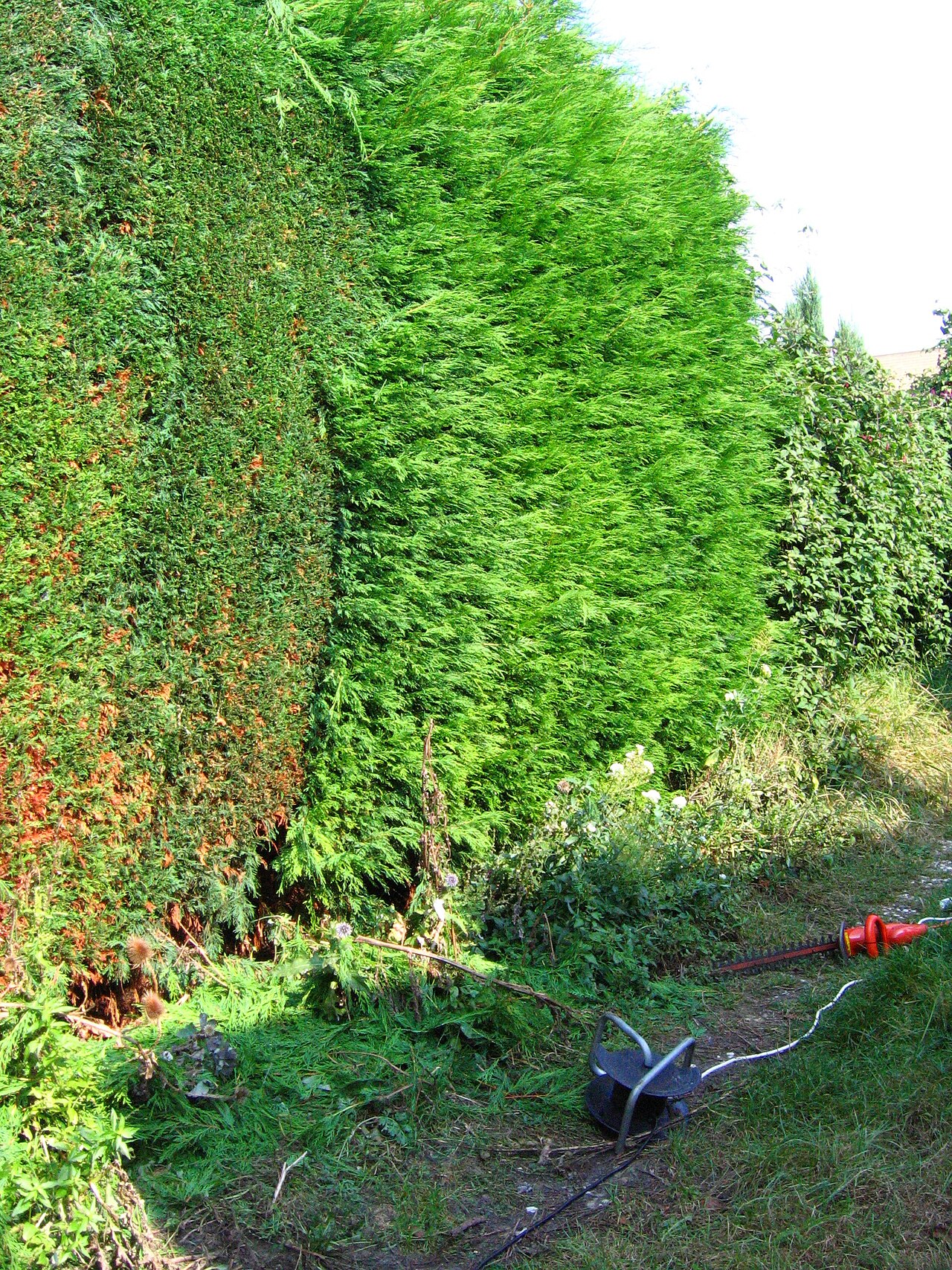 Electric hedge trimmer