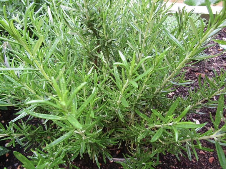 Rosemary (Rosmarinus officinalis)