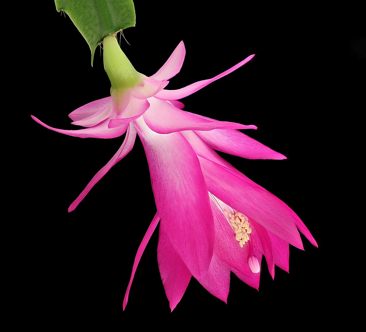 Christmas cactus (Schlumbergera)