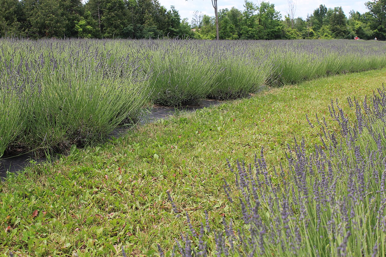 Lavender