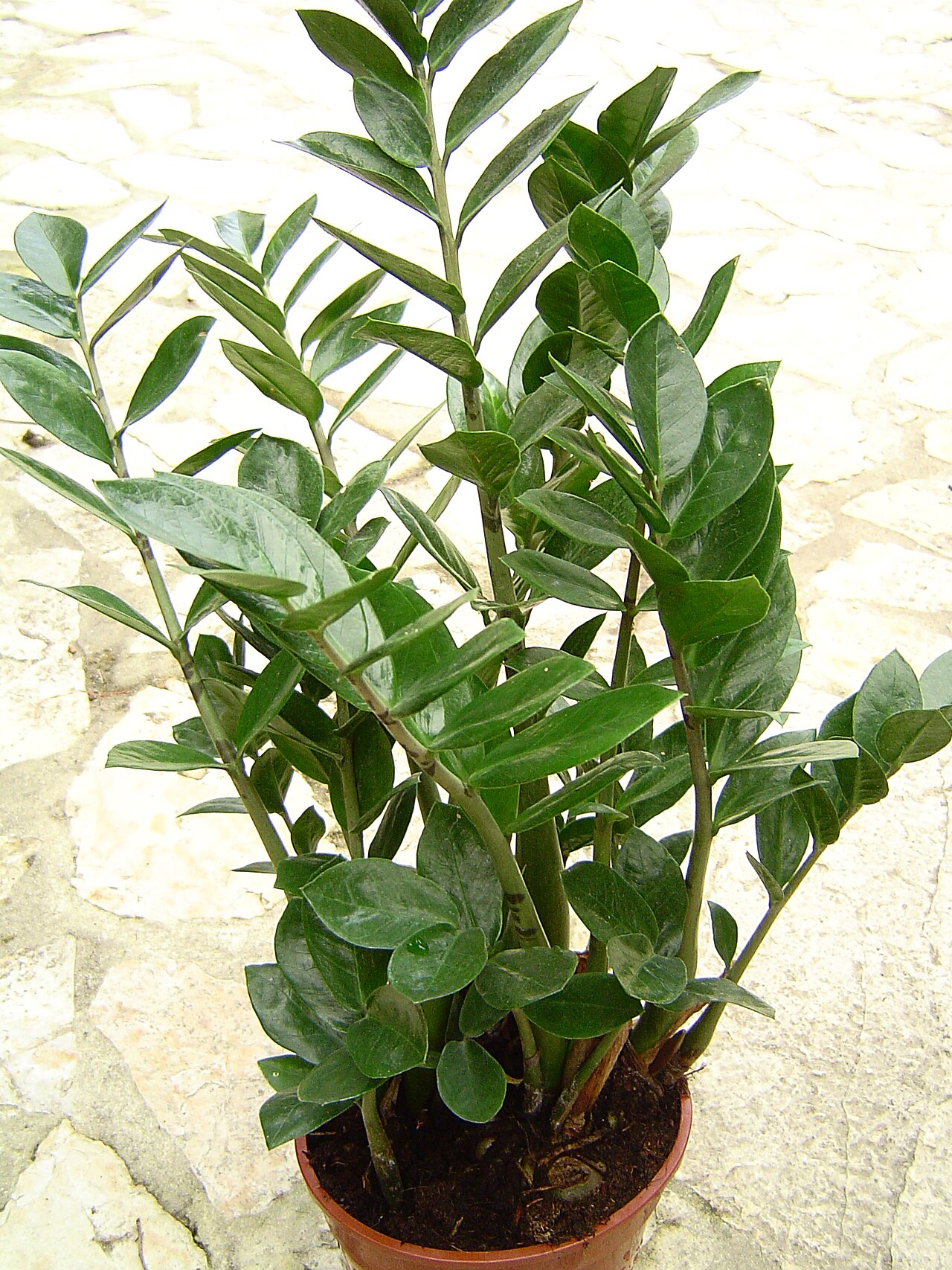 ZZ plant (Zamioculcas)