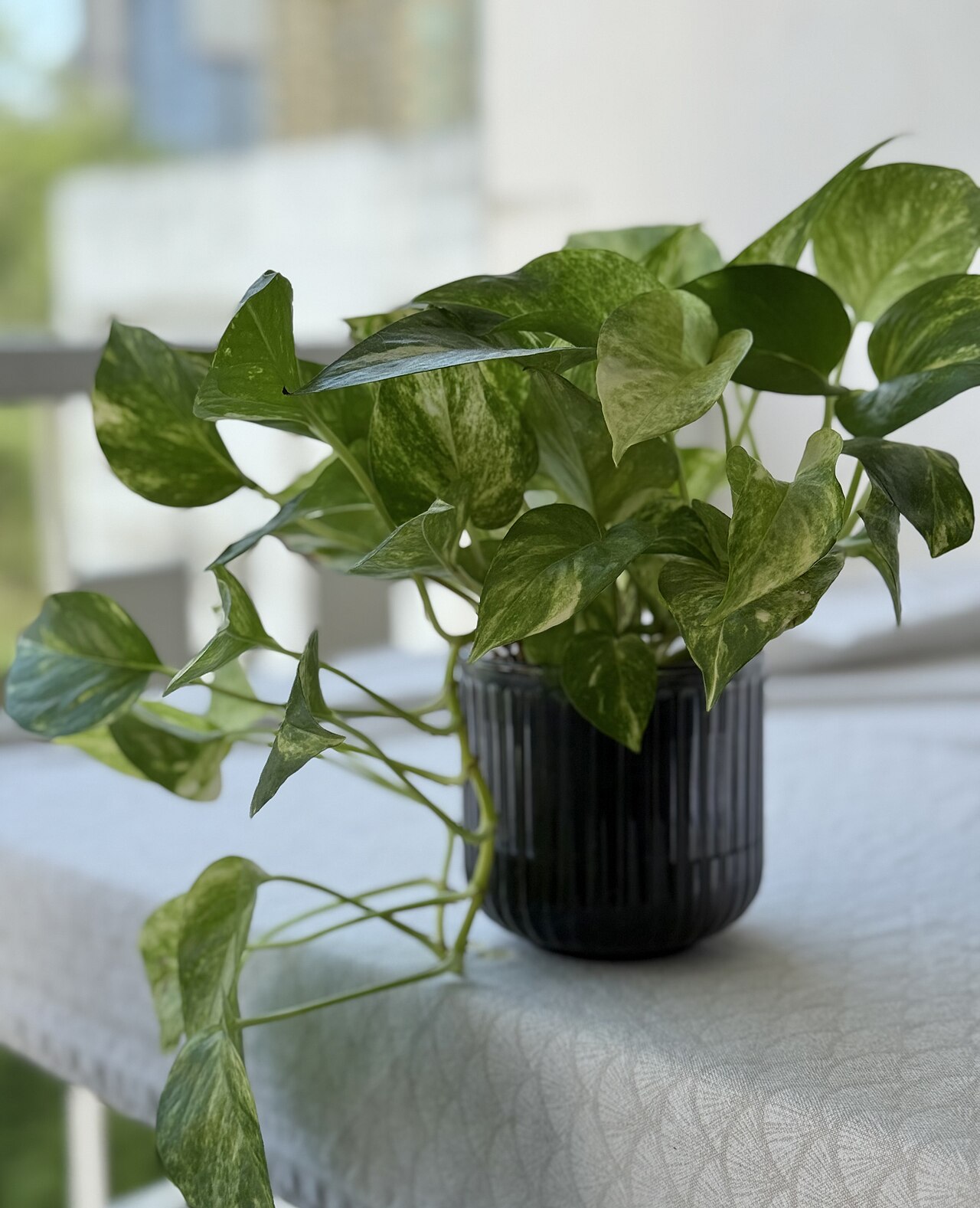 Pothos (Epipremnum)