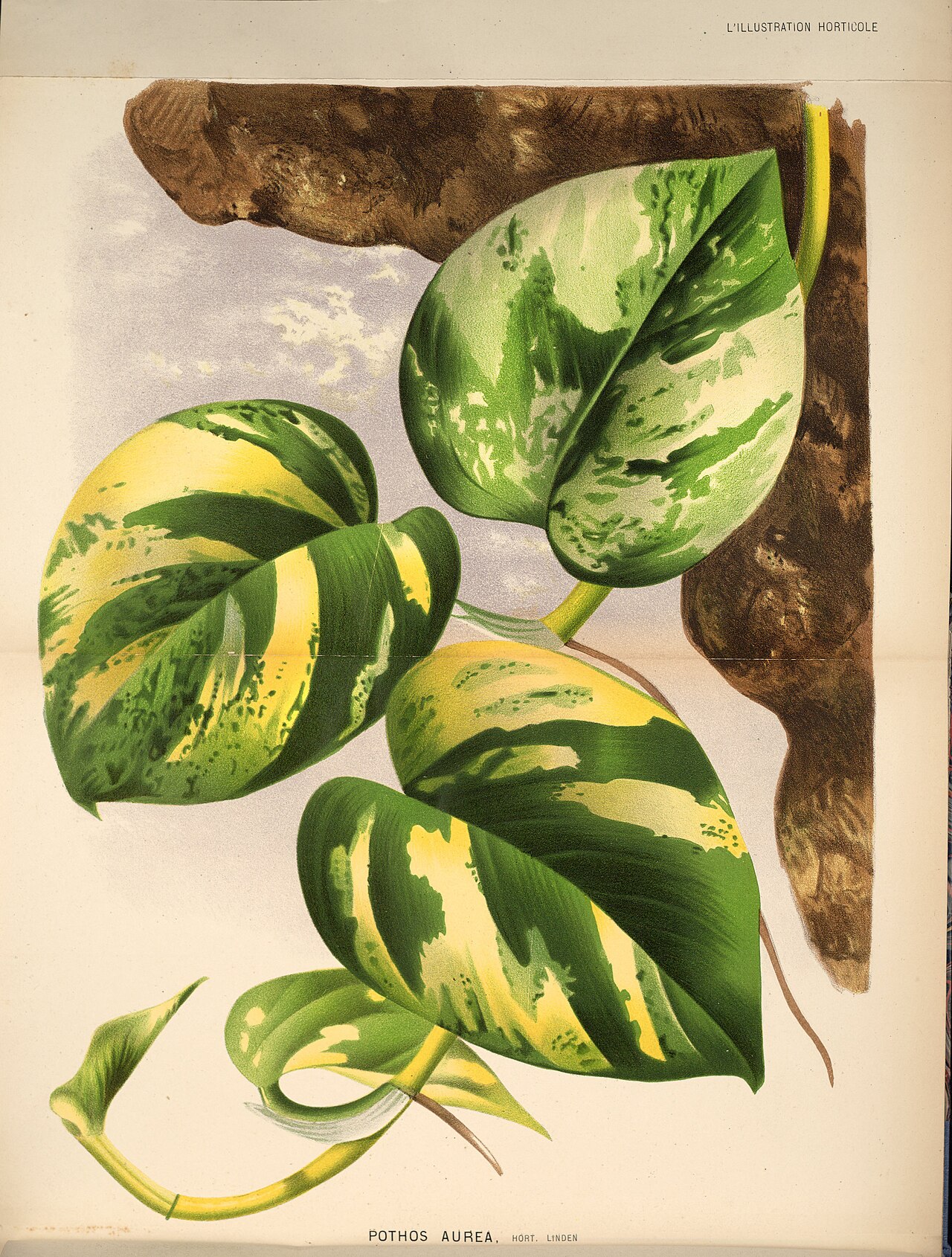 Pothos (Epipremnum)