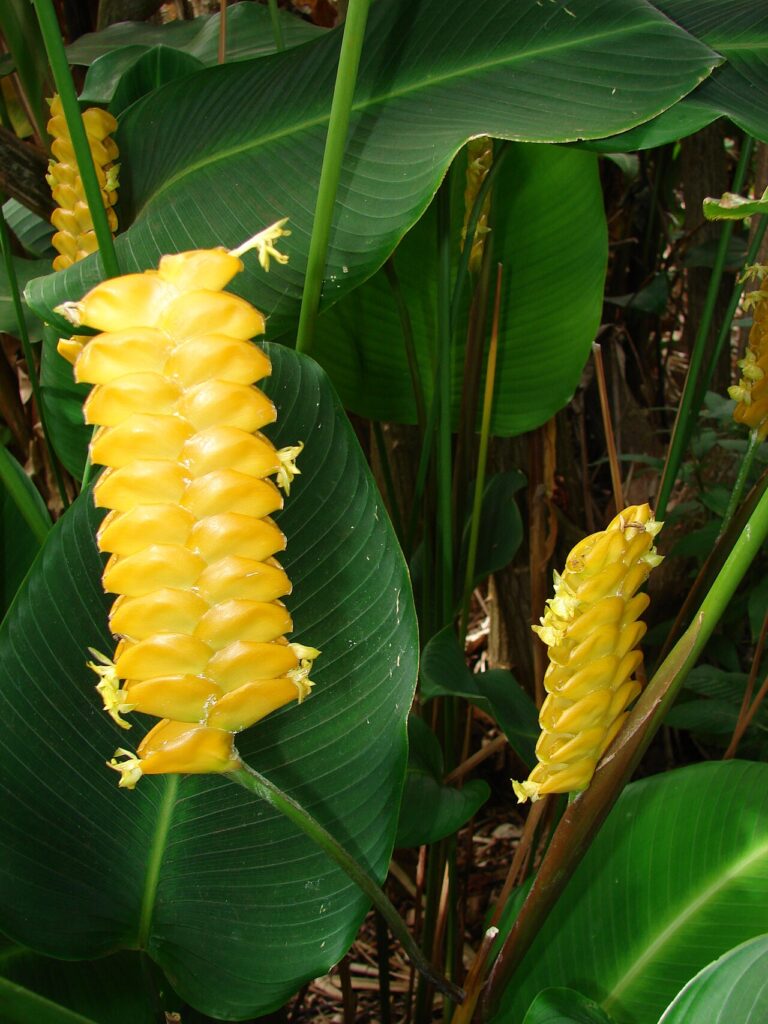 Calathea