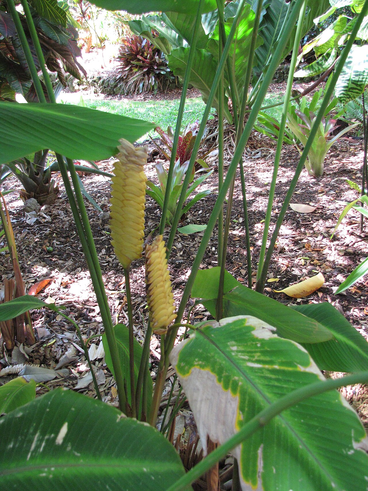 Calathea
