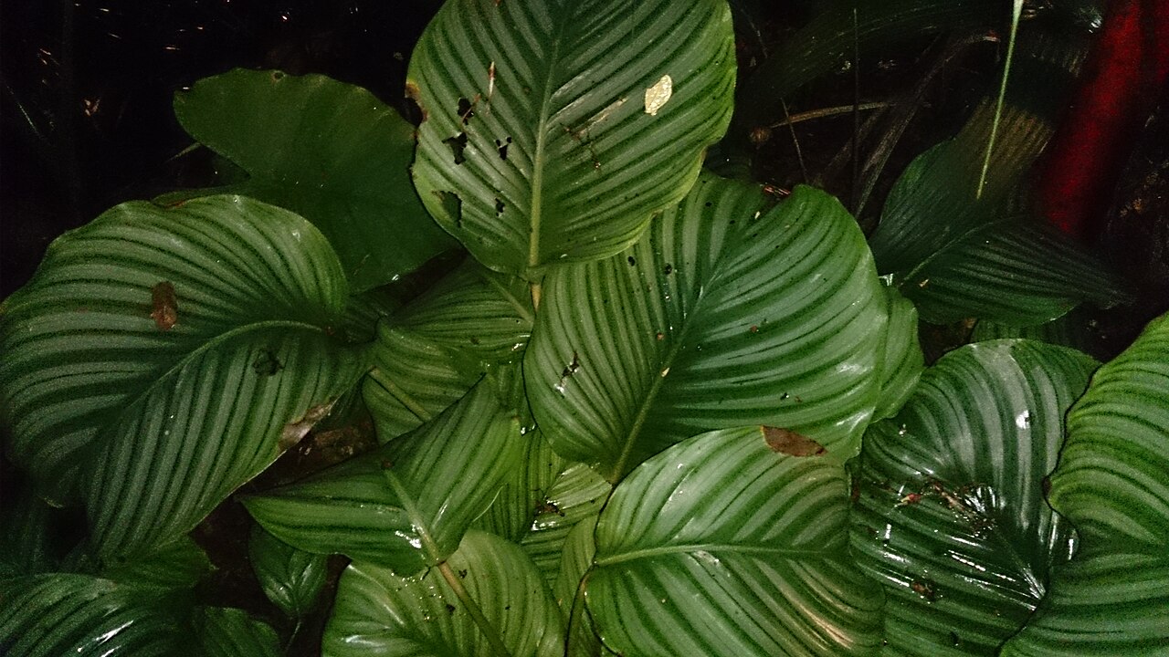 Calathea