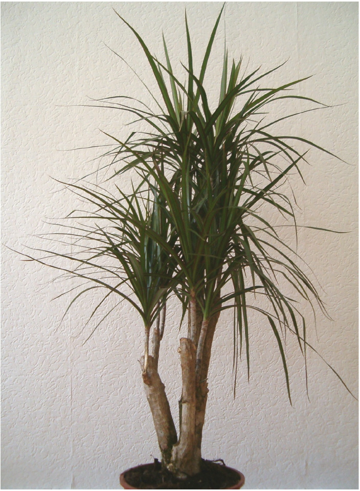 Dragon tree (Dracaena)