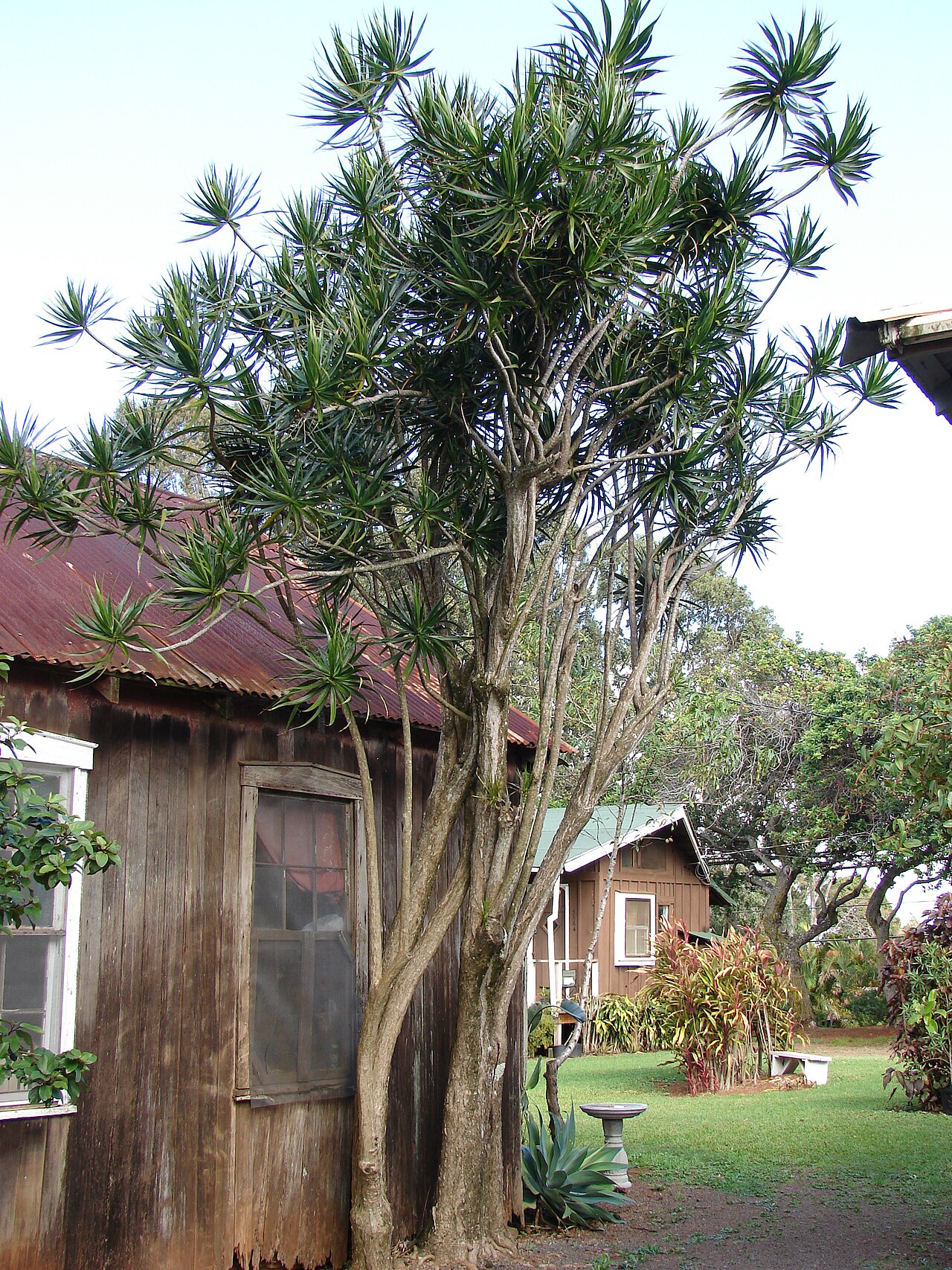 Dragon tree (Dracaena)