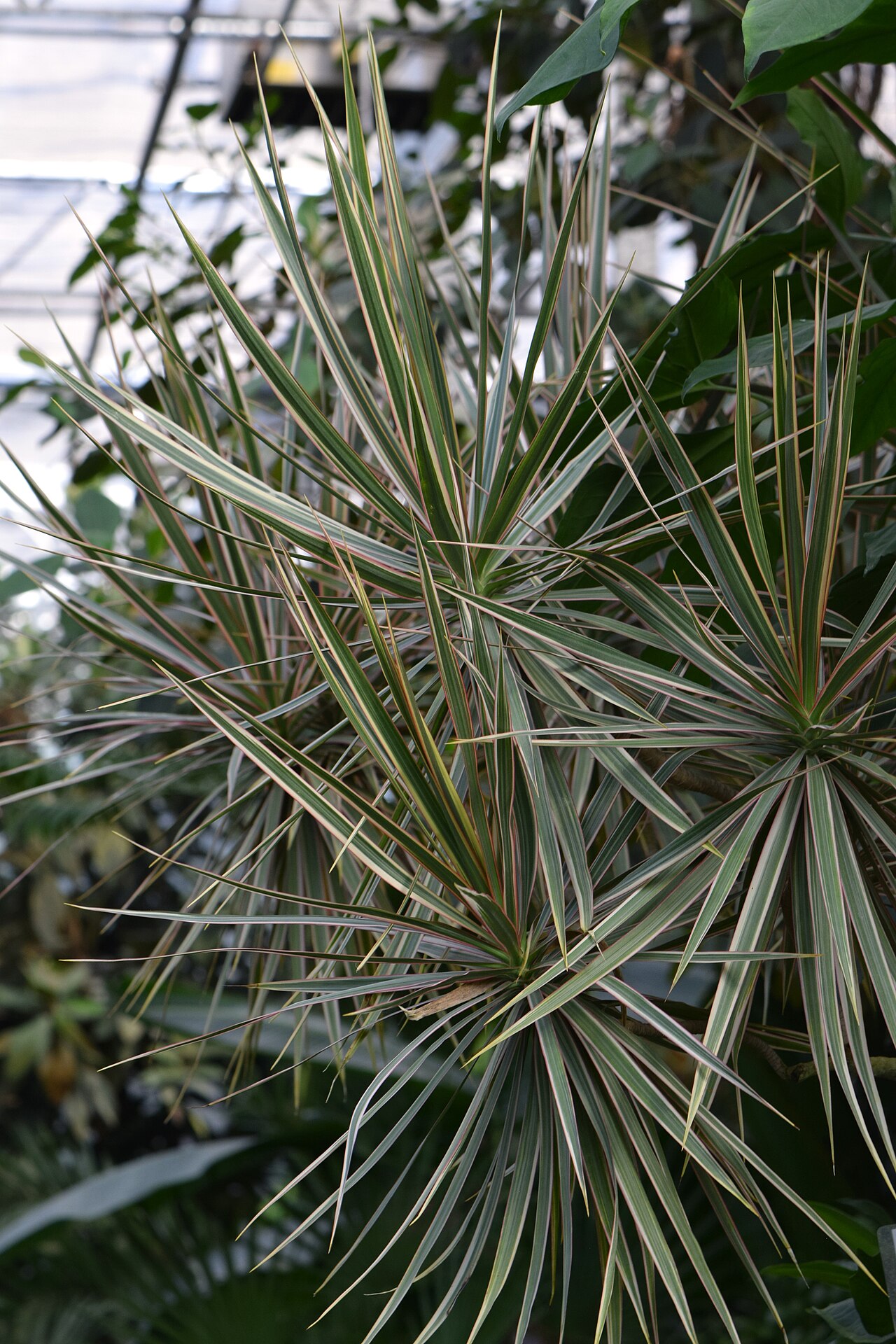 Dragon tree (Dracaena)
