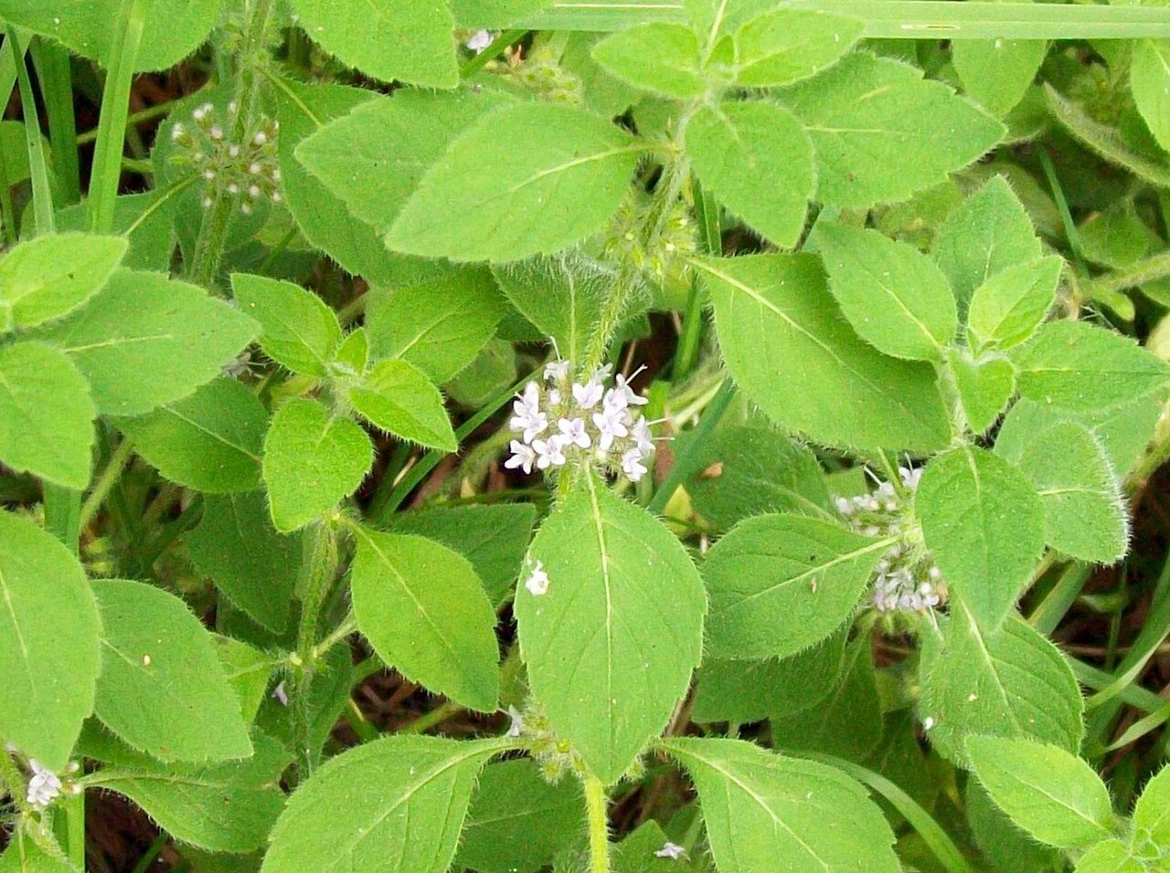 Mint (Mentha)