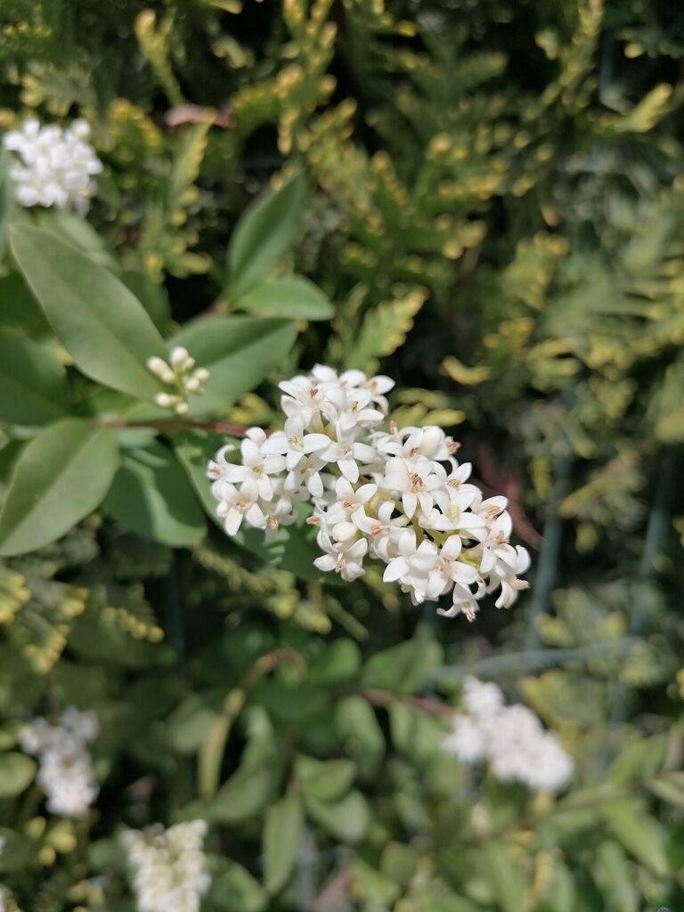 Privet hedge (Ligustrum)