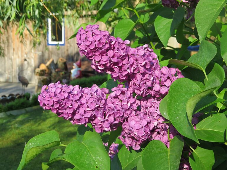 Lilac (Syringa vulgaris)