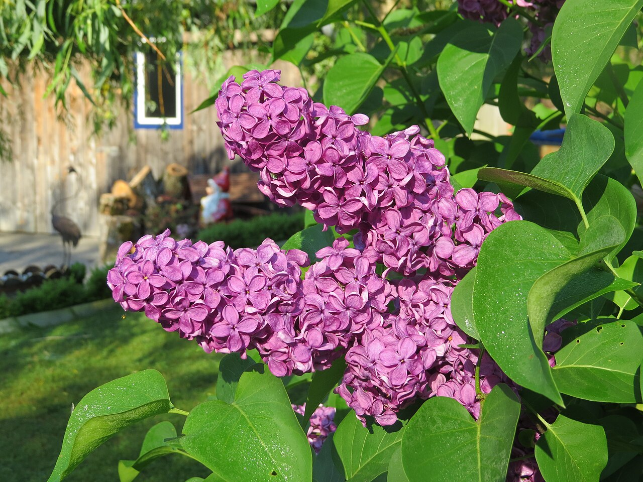 Lilac (Syringa vulgaris)