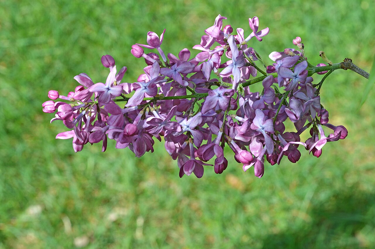 Lilac (Syringa vulgaris)
