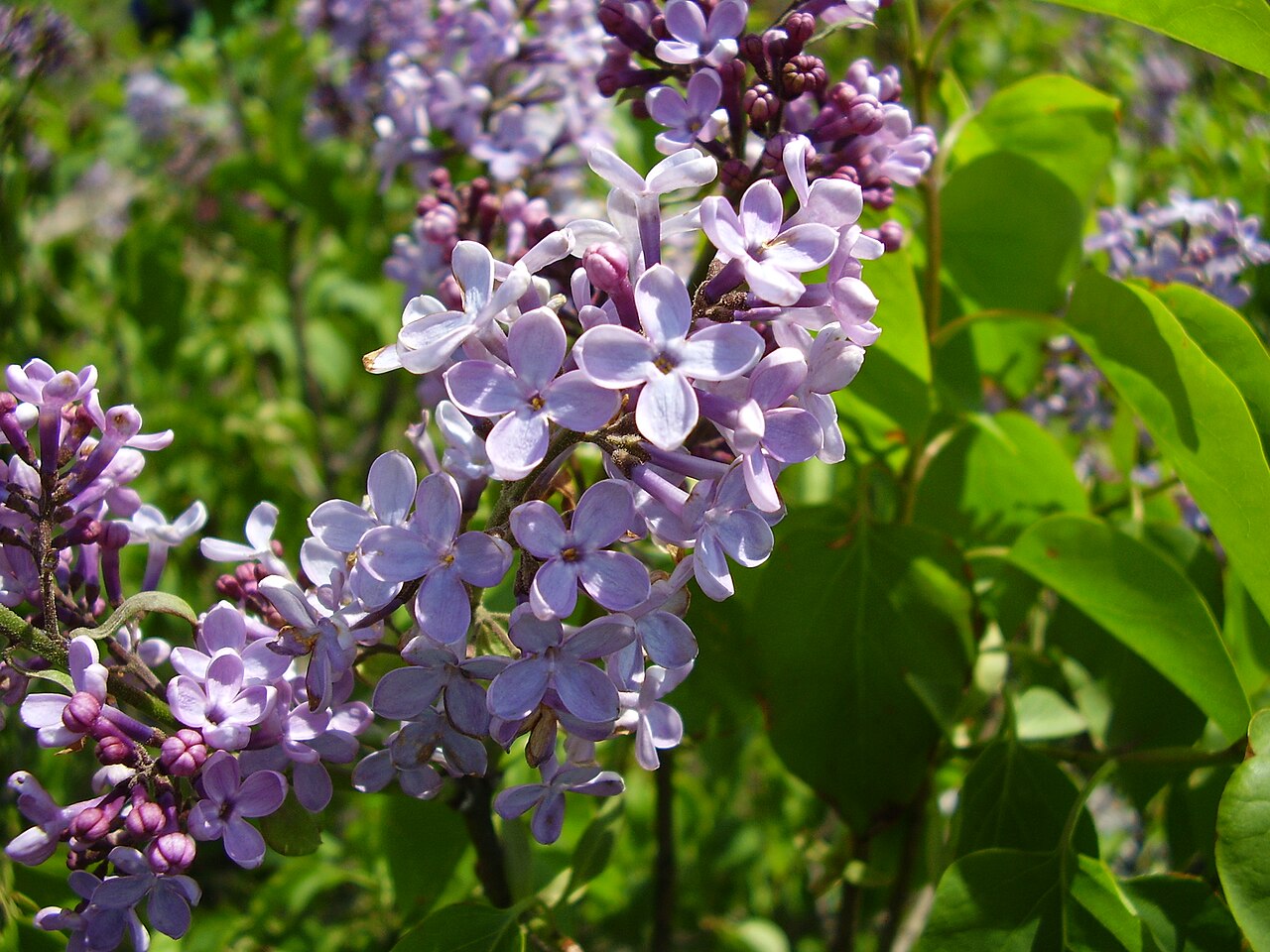 Lilac (Syringa vulgaris)