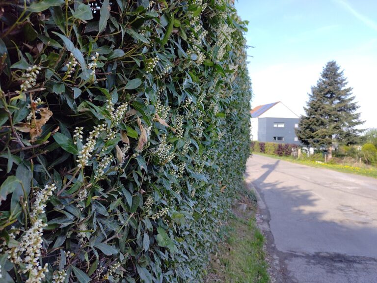 Cherry laurel (Prunus laurocerasus)